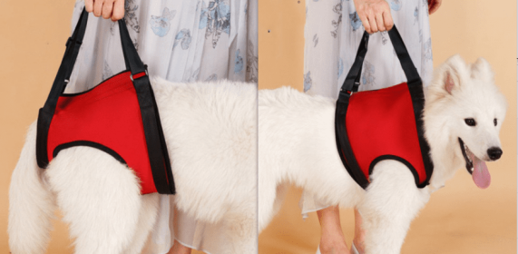 Old Disabled Golden Retriever Dog Pet Auxiliary Strap (Option: Red set-M)